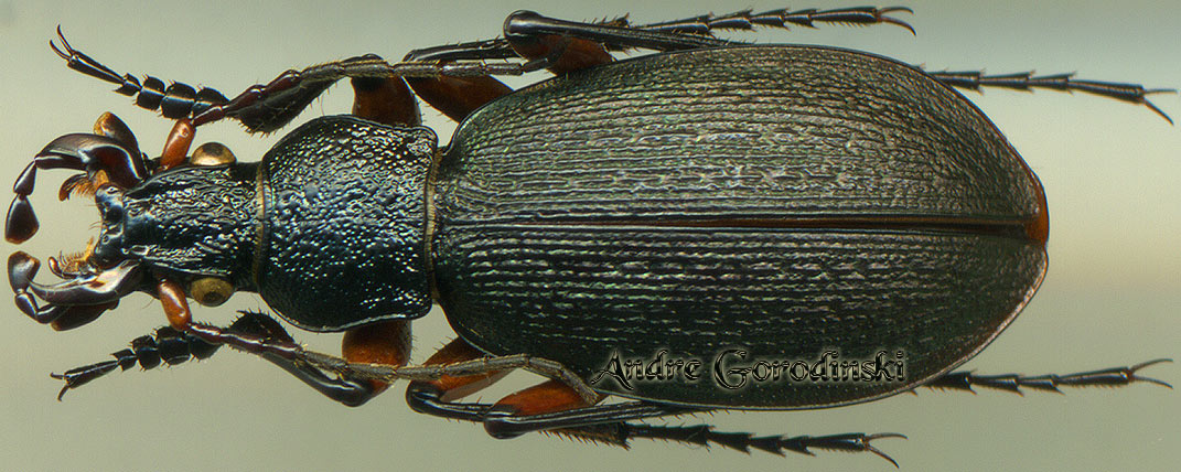 http://www.gorodinski.ru/carabus/Neoplesius nanshanicus rugulosipennis.jpg